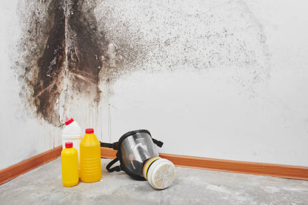 Best Emergency Mold Remediation in Shelbyvle, IL