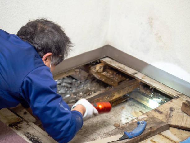 Best Post-Flood Mold Remediation in Shelbyvle, IL