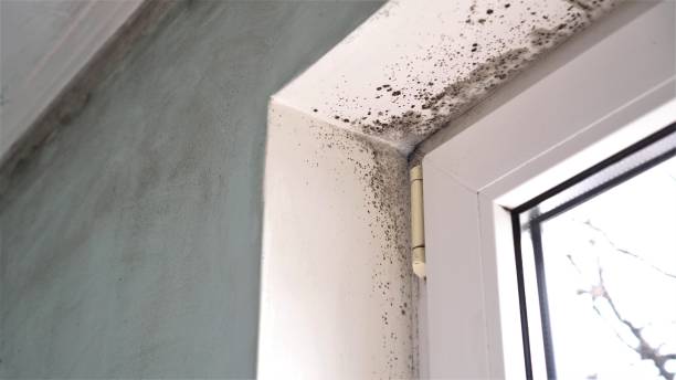 Best HVAC Mold Remediation in Shelbyvle, IL