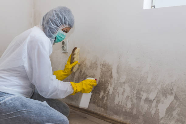 Best Bathroom Mold Remediation in Shelbyvle, IL