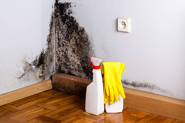 Best Black Mold Remediation in Shelbyvle, IL