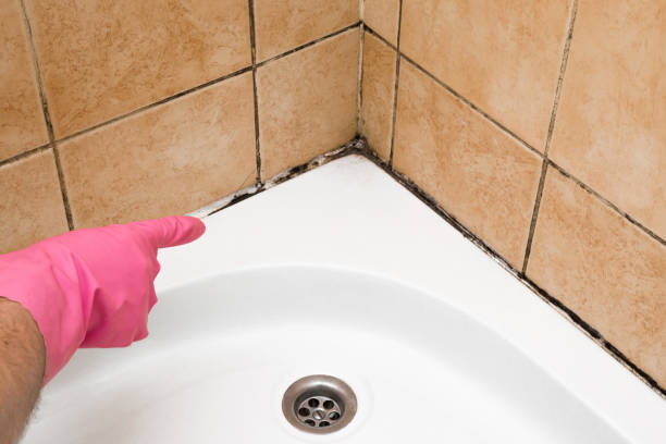 Reliable Shelbyville, IL Mold Remediation Solutions